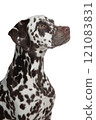 Pretty brown spotted dalmatian dog portrait looking up isolated on a white background 121083831