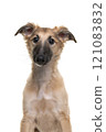 Portrait of a cute silken windsprite puppy isolated on a white background looking at the camera 121083832