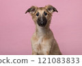 Portrait of a cute silken windsprite puppy looking at the camera on a pink background 121083833