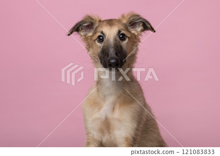 Portrait of a cute silken windsprite puppy looking at the camera on a pink background Portrait of a cute silken windsprite puppy looking at the camera on a pink background 121083833