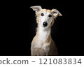 Portrait of a silken windsprite dog on a black background 121083834