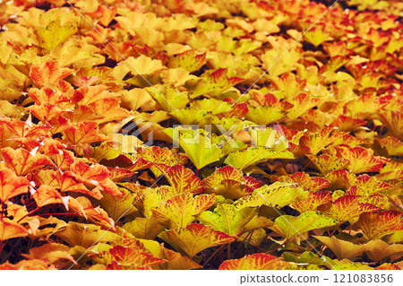 Autumn carpet.Red orange yellow leaves,calm on a warm day Autumn carpet.Red orange yellow leaves,calm on a warm day 121083856