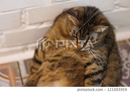 Cat sitting like a human, showcasing its quirky personality 121083959