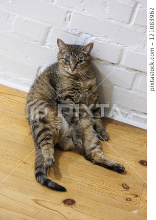 Cat sitting like a human, showcasing its quirky personality 121083962