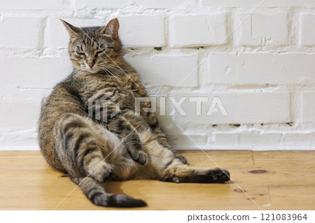 Cat sitting like a human, showcasing its quirky personality 121083964