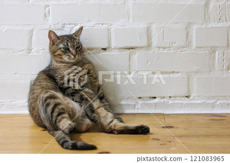 Cat sitting like a human, showcasing its quirky personality 121083965