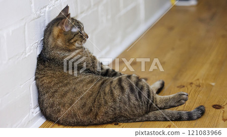 Cat sitting like a human, showcasing its quirky personality 121083966