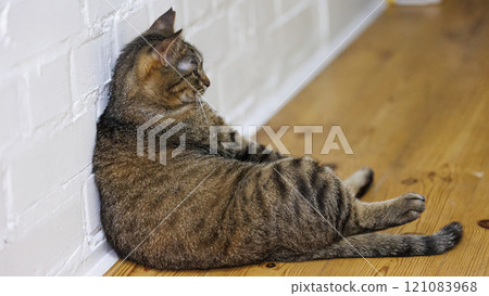 Cat sitting like a human, showcasing its quirky personality 121083968