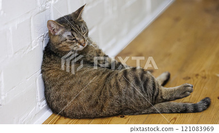 Cat sitting like a human, showcasing its quirky personality 121083969