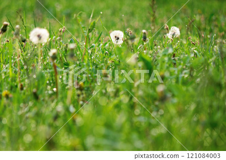 dandelions among the grass in spring. fresh environment. white fluffy plants on a green lawn. closeup nature background on a sunny day 121084003