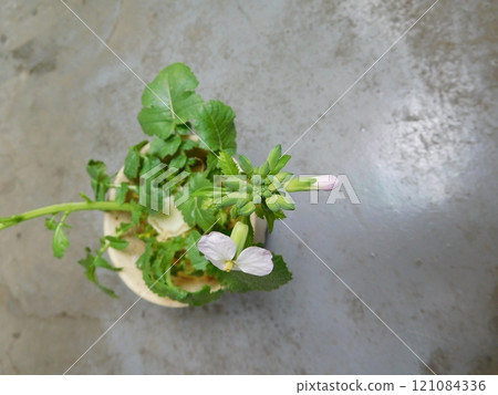 Regenerated Vegetables, Ribovege, Radish Flowers 121084336