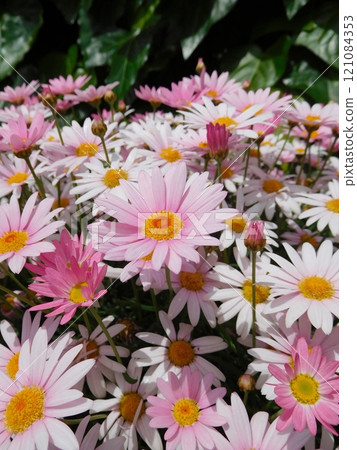 粉紅色的瑪格麗特 121084353