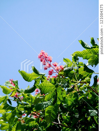 Safflower flower 121084375