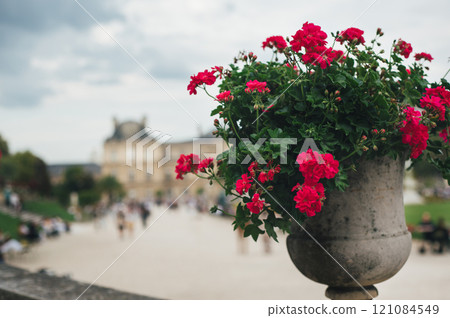 Summer flowers in Luxembourg garden. Paris, France 121084549