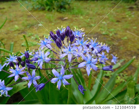 Scilla peruviana 121084559