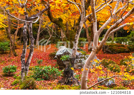 【京都風景】圓光寺－紅葉美得讓人窒息 121084818