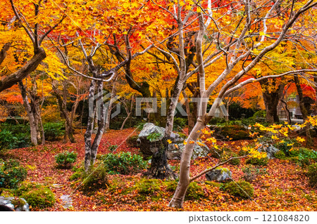 [Kyoto Scenery] Enkoji Temple - Breathtaking beauty of the spectacular autumn leaves 121084820