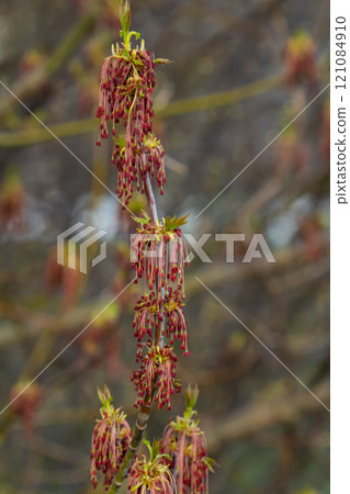 The ash-leaved maple Acer negundo flowers in early spring, sunny day and natural environment, blurred background 121084910