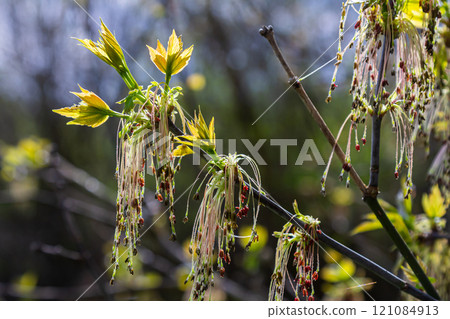 Bordo Negundo or ash-leaved maple, male flowers in clusters on slender pedicels and pistillate flowers on drooping racemes. Acer negundo is fast-growing, short-lived tree of the family Sapindaceae 121084913