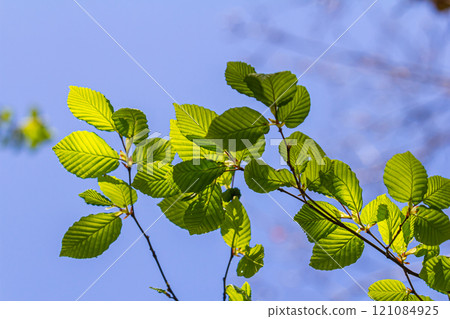 Bright green hornbeam tree leaves in front of the sky. Forest nature background Bright green hornbeam tree leaves in front of the sky. Forest nature background 121084925