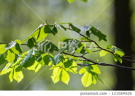 Bright green hornbeam tree leaves in front of the sky. Forest nature background Bright green hornbeam tree leaves in front of the sky. Forest nature background 121084926