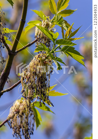 Bordo Negundo or ash-leaved maple, male flowers in clusters on slender pedicels and pistillate flowers on drooping racemes. Acer negundo is fast-growing, short-lived tree of the family Sapindaceae Bordo Negundo or ash-leaved maple, male flowers in clusters on slender pedicels and pistillate flowers on drooping racemes. Acer negundo is fast-growing, short-lived tree of the family Sapindaceae 121084933