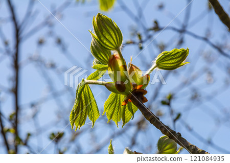 Green Chestnut Leaves in beautiful light. Spring season, spring colors. Aesculus hippocastanum, the horse chestnut 121084935