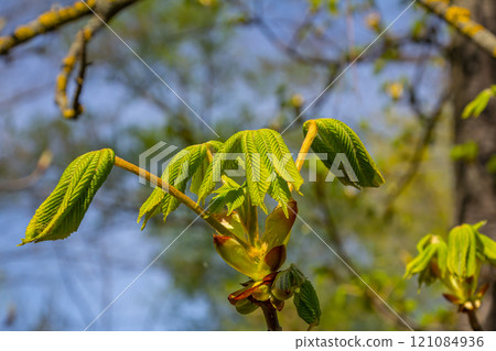 Green Chestnut Leaves in beautiful light. Spring season, spring colors. Aesculus hippocastanum, the horse chestnut Green Chestnut Leaves in beautiful light. Spring season, spring colors. Aesculus hippocastanum, the horse chestnut 121084936