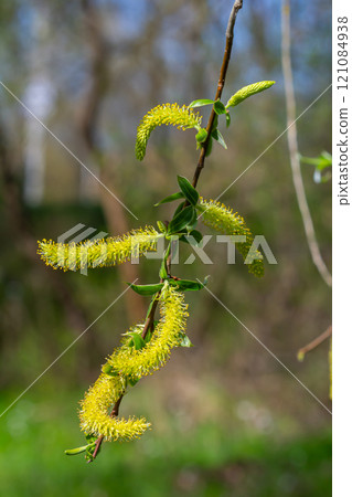 Close-up of golden willow catkins swaying gently in the spring breeze. The sunlight enhances their vibrant color and delicate texture, highlighting the beauty of early spring 121084938