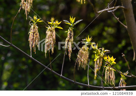 Bordo Negundo or ash-leaved maple, male flowers in clusters on slender pedicels and pistillate flowers on drooping racemes. Acer negundo is fast-growing, short-lived tree of the family Sapindaceae 121084939