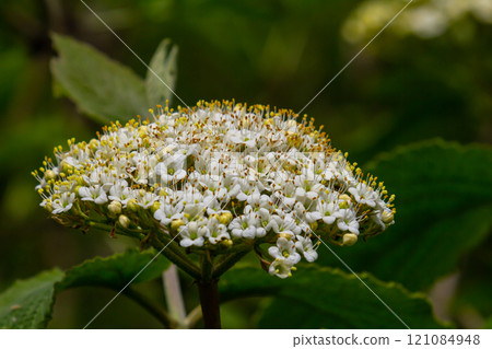 White inflorescence of on a branch of a plant called Viburnum lantana Aureum close-up 121084948