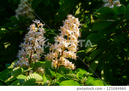 Aesculus hippocastanum is a large tree. Its inflorescences are a source of nectar for bees and insects, and are used as an ingredient in traditional medicine 121084960