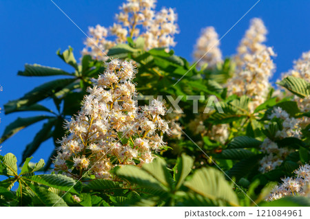 Aesculus hippocastanum is a large tree. Its inflorescences are a source of nectar for bees and insects, and are used as an ingredient in traditional medicine 121084961