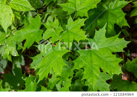 Close up of Acer platanoides, Norway maple, with sunlit new leaves on dark background. Image with selective focus and shallow depth of field 121084964