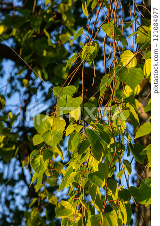 Close up view of flowering yellow catkins on a river birch tree betula nigra in spring, with blue sky background Close up view of flowering yellow catkins on a river birch tree betula nigra in spring, with blue sky background 121084977