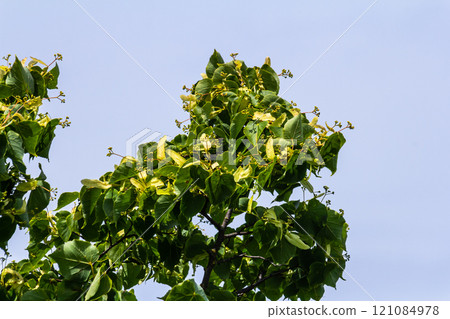 Linden, linden blossom with green leaves on a tree in summer 121084978