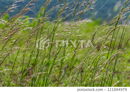 Bromegrass seed heads with blurry background. Bromus is a large genus of grasses, classified as Bromeae. They are commonly known as bromes, brome grasses, cheat grasses or chess grasses 121084979