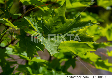 Close up of Acer platanoides, Norway maple, with sunlit new leaves on dark background. Image with selective focus and shallow depth of field 121084990
