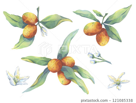 Kumquat painted with watercolors. Set of elements for design. Ripe orange fruit with fresh green leaves and flowers on white background. Trendy design for decor. Hand painted citrus for printing Kumquat painted with watercolors. Set of elements for design. Ripe orange fruit with fresh green leaves and flowers on white background. Trendy design for decor. Hand painted citrus for printing 121085338