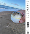 The pufferfish puffing up in a threatening manner is so cute 121085347