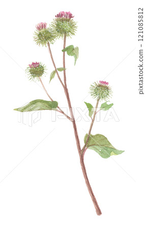 牛蒡花畫水彩 牛蒡花畫水彩 121085812