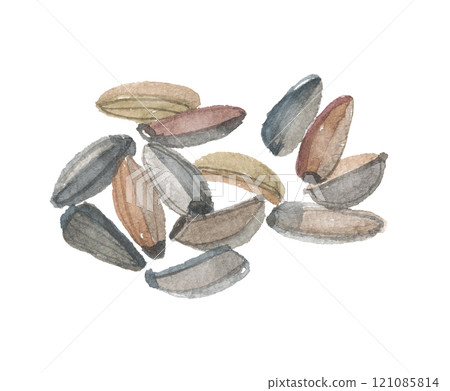 牛蒡子畫水彩 121085814