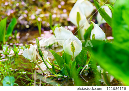 Water Basho 121086156