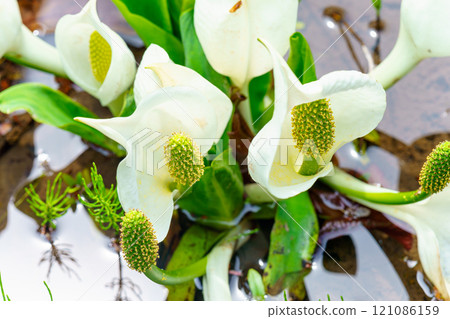 Water Basho Water Basho 121086159