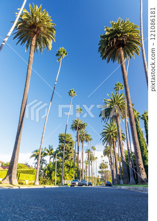 Iconic Beverly Hills street lined with towering palm trees under a bright sunny sky 121086181