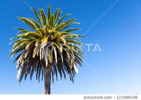 A vibrant palm tree stands tall against a bright blue A vibrant palm tree stands tall against a bright blue 121086186