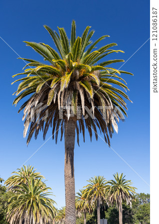 A vibrant palm tree stands tall against a bright blue A vibrant palm tree stands tall against a bright blue 121086187