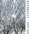 Snow lying on branches 121086238