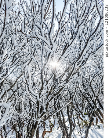 Snow lying on branches 121086238