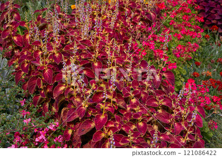 Landscaping. Red ornamental plant Coleus of the Lamiaceae family in sunny beam Landscaping. Red ornamental plant Coleus of the Lamiaceae family in sunny beam 121086422